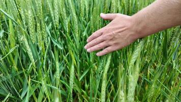 A persons hand gently touching green wheat stalks in a field, conveying concepts of agriculture, sustainability, and the harvest season video