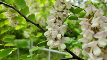 cerca arriba de delicado blanco acacia flores en un rama, señalización primavera y adecuado para madres día o internacional día de bosques antecedentes video
