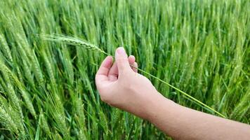 Human hand touching a green wheat ear in the field, symbolizing sustainable agriculture and celebrating the harvest season or Earth Day video