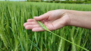 Close up of a Caucasian hand gently holding a green wheat ear with a blurred agricultural field in the background, conceptually related to sustainability and harvest time video