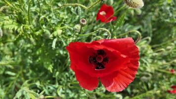 Vibrant red poppy flower in full bloom with soft focus greenery in the background, symbolizing Remembrance Day and peace, ideal for springtime themes video