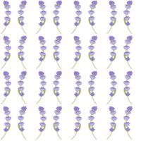 A sprig of lavender. Purple flower. Seamless pattern. illustration. vector