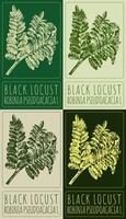 Set of drawing BLACK LOCUST in various colors. Hand drawn illustration. The Latin name is ROBINIA PSEUDOACACIA L vector
