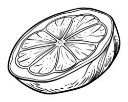 Hand drawn sketch doodle of a lemon or lime vector