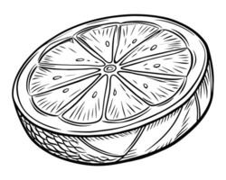 Hand drawn sketch doodle of a lemon or lime vector