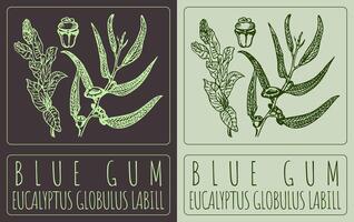 Drawing BLUE GUM. Hand drawn illustration. The Latin name is EUCALYPTUS GLOBULUS LABILL. vector