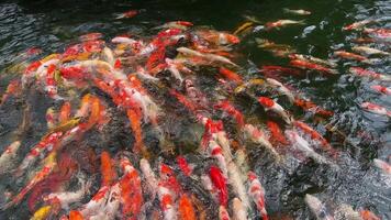 Koi Fisch von verschiedene Farben Schwimmen im klar Teich Wasser, Cyprinus Rubrofuscus Koi mit Waage gemustert im Schwarz, Rot, Gold, orange, Weiß video