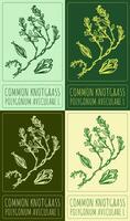 Set of drawing COMMON KNOTGRASS in various colors. Hand drawn illustration. The Latin name is POLYGONUM AVICULARE L. vector