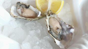 Oysters. The chef prepares a dish with oysters. video