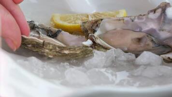 Oysters. The chef prepares a dish with oysters. video