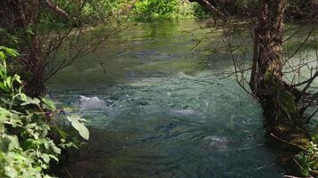 50. metros profundo dentro a azul olho ou Síria Eu kalter, uma natural fenômeno dentro a montanhas do sulista Albânia video