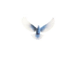 een wit duif wereld wetenschap dag voor vrede en wereld vrede dag 3d tekenfilm png