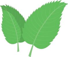 Fresh mint leaf. Menthol healthy aroma. Herbal nature plant. Spearmint green leafs. vector