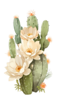 The beauty of cactus nature on a transparent background png