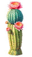 The beauty of cactus nature on a transparent background png