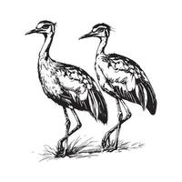 Bustard Bird Black and White Image design on white background vector