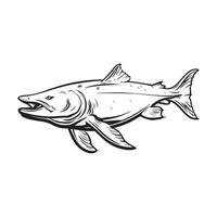 Beluga Sturgeon Stock Illustration isolated on white vector