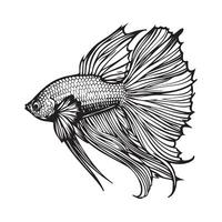 hermosa Betta pescado diseño ilustración valores imagen vector
