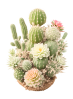 The beauty of cactus nature on a transparent background png