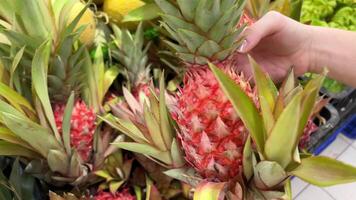Pineapple plantation with ripe growing pineapples close video