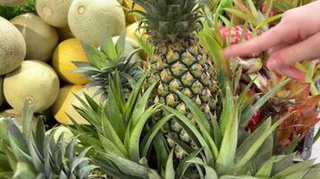 Pineapple plantation with ripe growing pineapples close video