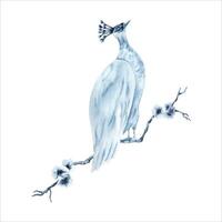 Peafowl bird on a cherry tree branch. Blue indigo monochrome composition. Hand drawn watercolor illustration isolated on white background. Animal clip art for prints, dress patterns, fabric, cards vector