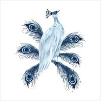 Peahen bird with peacock feathers. Blue indigo monochrome composition. Hand drawn watercolor illustration isolated on white background. Animal clip art for prints, wedding invitations, logos, cards vector