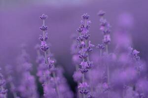 Lavender flower background. Violet lavender field sanset close up. Lavender flowers in pastel colors at blur background. Nature background with lavender in the field. photo