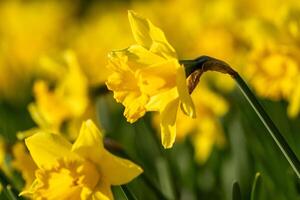 A bunch of yellow flowers with a blurry background. The flowers are in full bloom and are the main focus of the image. photo