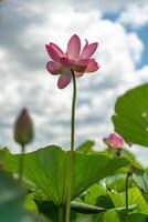 un rosado loto flor se balancea en el viento. en contra el antecedentes de su verde hojas. loto campo en el lago en natural ambiente. foto