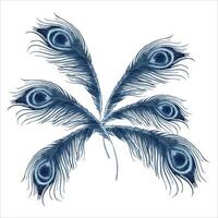 Peacock feathers arranged as a tail of a bird. Blue indigo monochrome composition. Hand drawn watercolor illustration isolated on white background. Stylish logo designs with animal motifs for cards vector