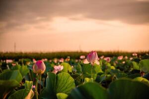 Sunrise in the field of lotuses, Pink lotus Nelumbo nucifera sways in the wind. Against the background of their green leaves. Lotus field on the lake in natural environment. photo