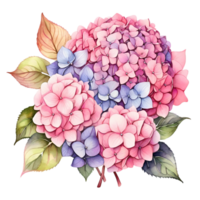 The natural beauty of hydrangea flowers on a transparent background png
