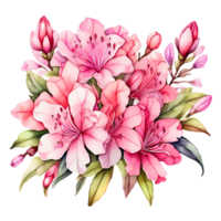 The natural beauty of pink azalea flowers on a transparent background png