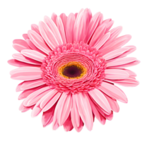 Watercolor blooming single pink Gerbera daisy illustration. Ai-Generated png