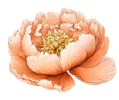 Watercolor blooming single Peachy peony flower illustration. Ai-Generated png