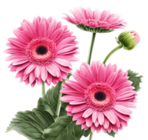 Watercolor blooming pink Gerbera daisy branch illustration. Ai-Generated png