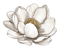 Watercolor blooming single magnolia flower illustration. Ai-Generated png