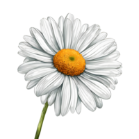 Watercolor blooming single common daisy flower illustration. Ai-Generated png