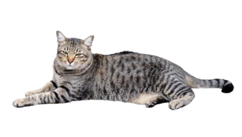 Portrait of a grey striped cat png