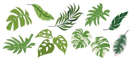 Tropical leaves collection isolated elements on the white background vector