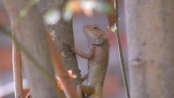 kameleons of calotes vermomd in moringa bomen video