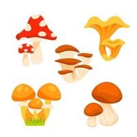 Mushrooms set. Edible and inedible mushroom plants. Chanterelle mushroom, poisonous fungus vector