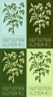 Set of drawing PARAPTEROPYRUM in various colors. Hand drawn illustration. The Latin name is FAGOPYRUM MILL. vector