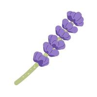 Branch of lavender flowers. Purple provence floral herbs. flat illustration isolated on white vector