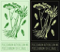 Drawing PEUCEDANUM RUTHENICUM MB. Hand drawn illustration. The Latin name is PEUCEDANUM OFFICINALE L. vector