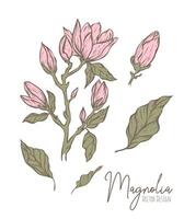 magnolia flor línea ilustración. dibujado a mano contorno contorno de Boda hierba, elegante hojas para invitación salvar el fecha tarjeta. botánico de moda verdor colección para web, imprimir, carteles vector