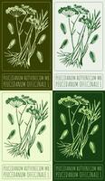 Set of drawing PEUCEDANUM RUTHENICUM MB in various colors. Hand drawn illustration. The Latin name is PEUCEDANUM OFFICINALE L. vector