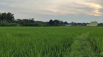 verde e fresco arroz Campos dentro a tarde video