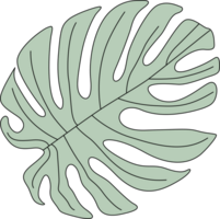 tropical monstera feuille illustration png